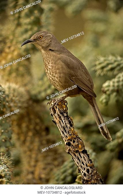 Curve-billed Thrasher - On cactus (Toxostoma curvirostre)