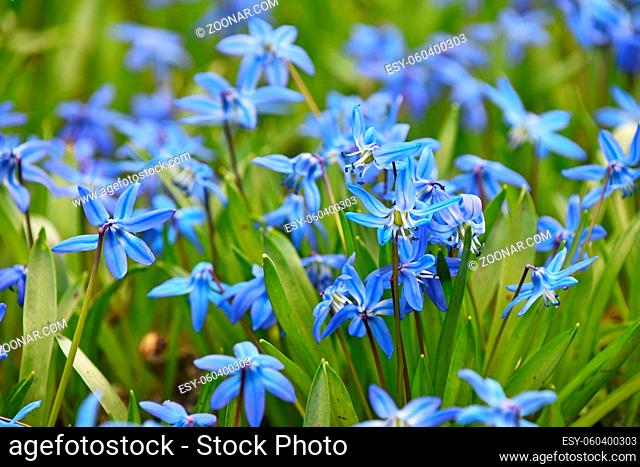 Close up many blue purple spring Scilla (Squill, bluebell, snowdrop) flowers in field, low angle view, selective focus