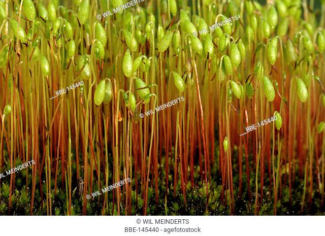 Capillary Thread- moss capsules in close-up
