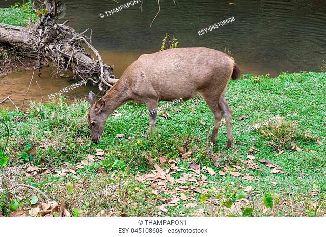 Sambar Doe Deer, Southeast Asian and Indian Deer, Standing and Eating Grass beside Salt Lick and Swamp in Khao Yai National Park in Pakchong, Nakhon Ratchasima