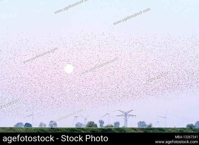 Germany, Lower Saxony, East Frisia, Krummhörn, starlings (Sturnus vulgaris) (Sturnidae), swarm of starlings. [M]