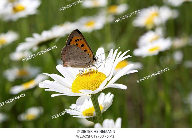 Germany, Rhineland Palatinate, Butterfly on marguerite, close up