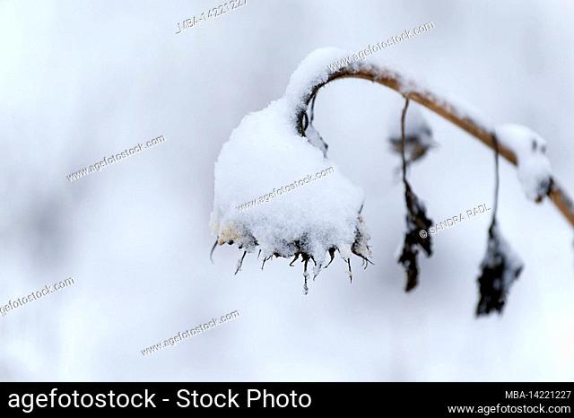 withered head of a sunflower with snow cap, Germany, Hesse