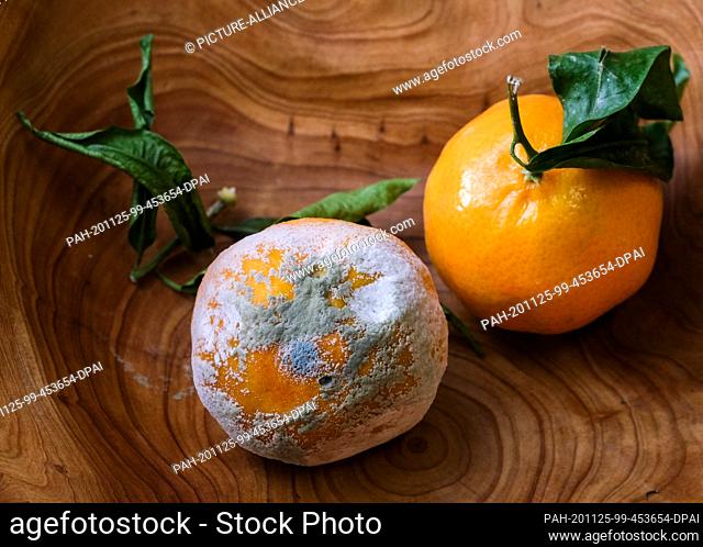 23 November 2020, Berlin: One mouldy and one fresh tangerine. Photo: Jens Kalaene/dpa-Zentralbild/ZB. - Berlin/Berlin/Germany