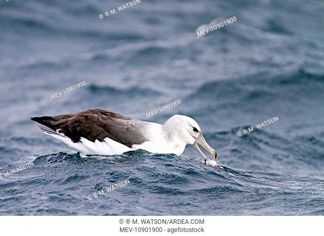 Shy Albatross / Mollymawk - sitting on the sea eating prey (Thalassarche cauta). Seal Island, Gansbaii, South Africa