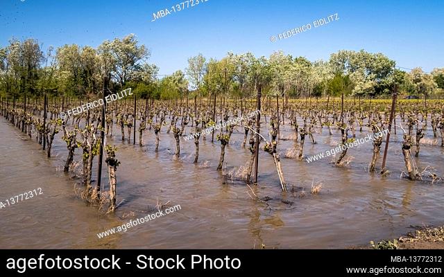Vineyard under water at Fleury d'Aude in spring