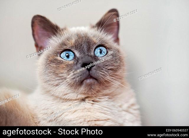 Older gray cat with piercing blue eyes, closeup detail