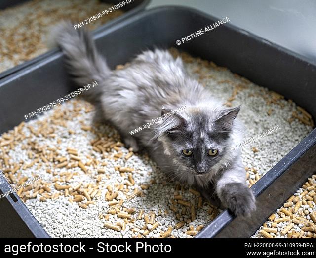 05 August 2022, Berlin: A young Maine Coon lies in a litter box in her enclosure at the Mother and Child Cat Shelter in Berlin