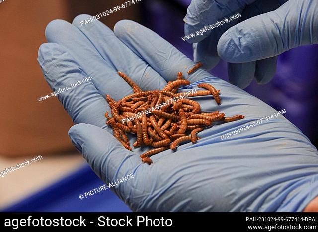 PRODUCTION - 23 October 2023, Baden-Württemberg, Bruchsal: Mealworms on the premises of the startup Alpha Protein. In Bruchsal