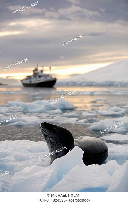 An adult Leopard Seal Hydrurga leptonyx hauled out with The National Geographic Endeavour at sunset in the Lemaire Channel near the Antarctic Peninsula