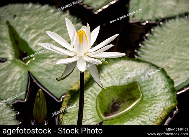 white water lily, Mekong Delta, Vietnam