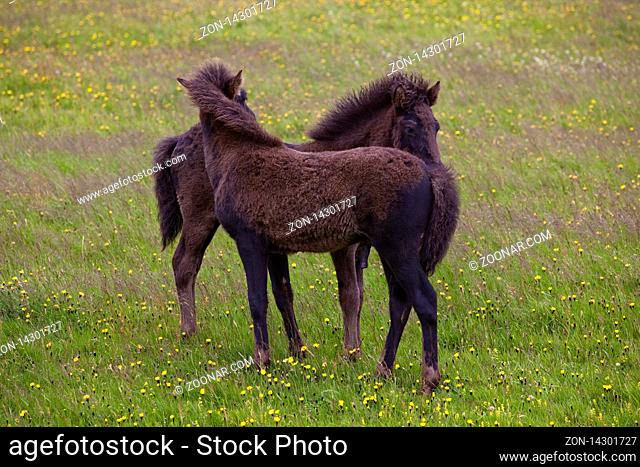 Zwei Islandpferde, Fohlen, (Equus ferus caballus), Vestrahorn, Suedostisland, Island, Europa