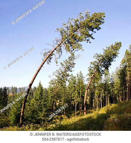 Trees damaged in Mead, Washington after a severe windstorm