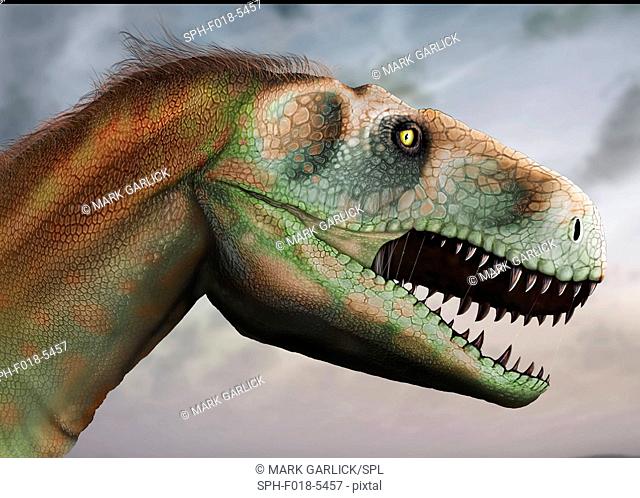 Head study of megalosaurus. Megalosaurus is a genus of extinct meat-eating dinosaurs, theropods, from the Middle Jurassic period in EarthÔÇÖs history