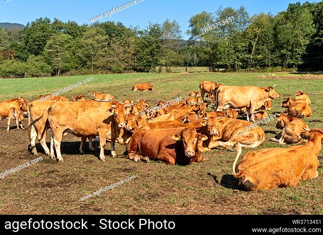 Rinderherde (Limousin) auf einer Weide bei Kronberg/Taunus/Hessen, Deutschland Cattle herd (Limousin) on a pasture near Kronberg / Taunus / Hesse, Germany