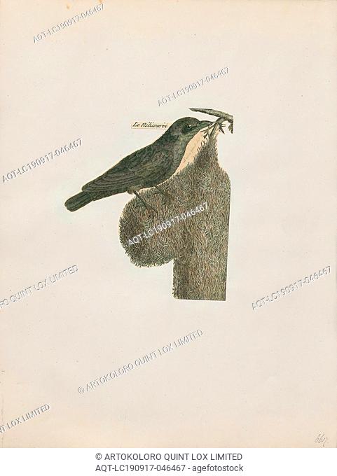 Ploceus nelicourvi, Print, The nelicourvi weaver (Ploceus nelicourvi) is a species of bird in the family Ploceidae. It is endemic to Madagascar