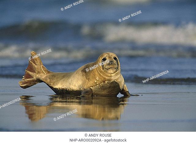 GREY SEAL pup on wet sand Halichoerus grypus Donna Nook, Lincolnshire, UK
