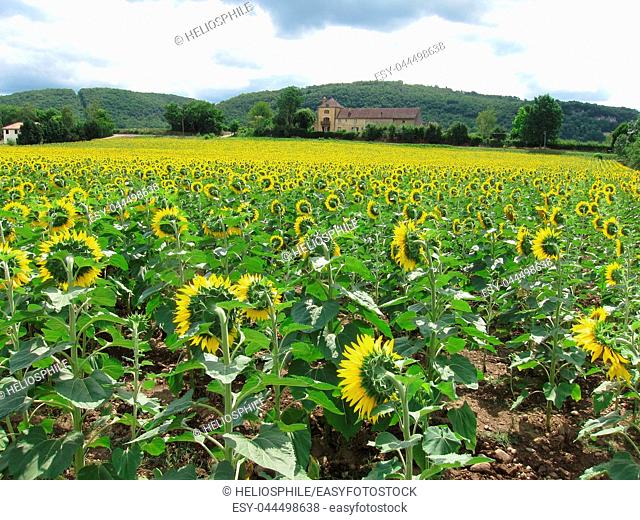 A sun flower field in Dordogne