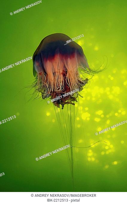 Lion's Mane Jellyfish (Cyanea capillata), Kareliya, Russia, White Sea, Arctic