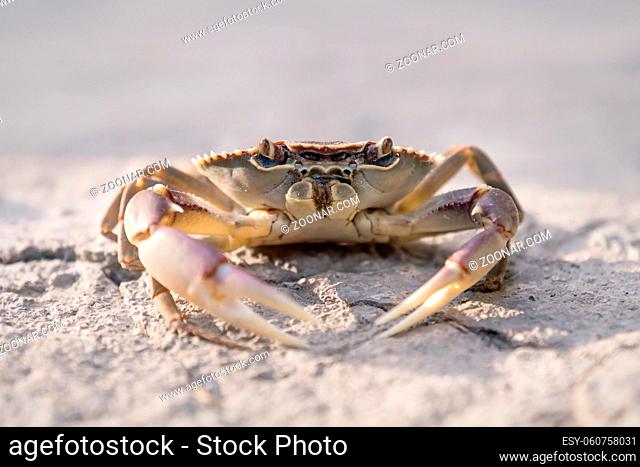 Yellow purple lake crab front on stone floor in sunlight