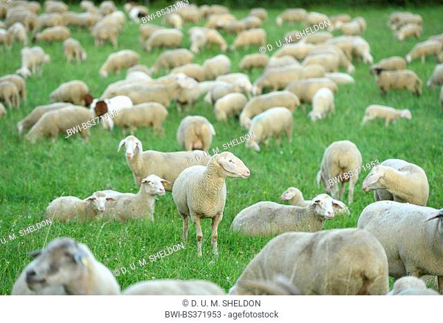 domestic sheep (Ovis ammon f. aries), Flock of sheeps in a meadow, Germany, Bavaria