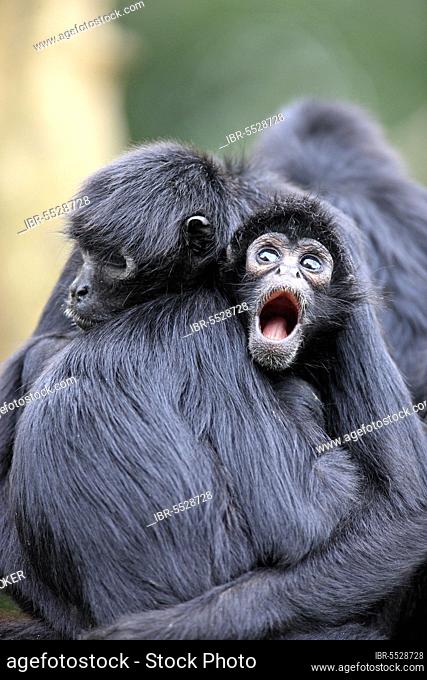 Black-Headed Spider Monkey, female with young (Ateles fusciceps robustus)