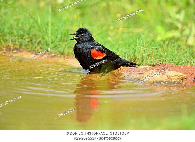 Red-winged blackbird (Agelaius phoeniceus) Male bathing, Rio Grande City, Texas, USA