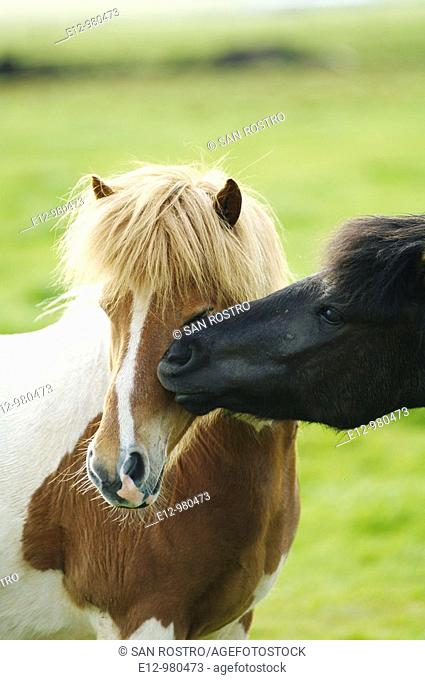 Iceland, Icelandic horses