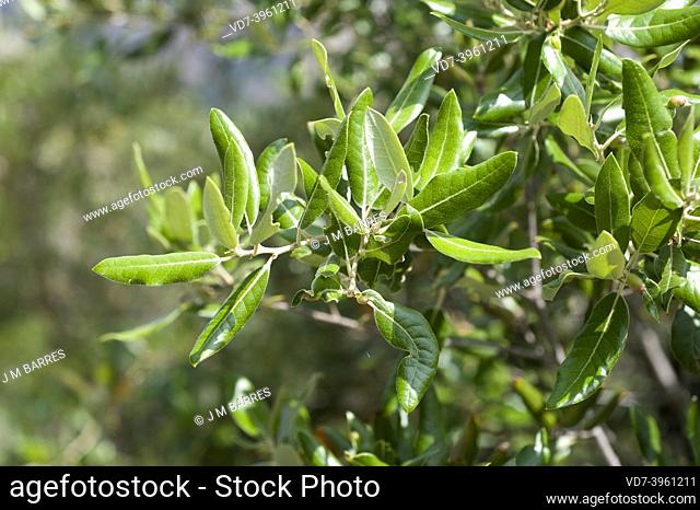 Evergreen oak (Quercus ilex ilex) is an evergreen tree native to southern Europe. Leaves detail. This photo was taken in Montserrat, Barcelona; Catalonia, Spain