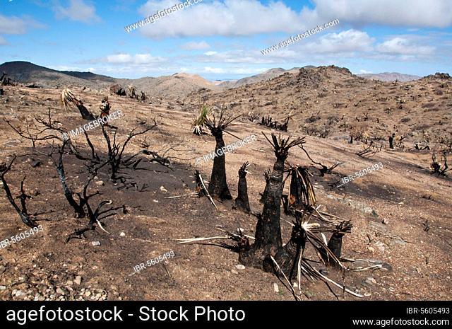 Joshua Tree (Yucca brevifolia) burnt stumps in habitat after fire, Joshua Tree N. P. California (U.) S. A