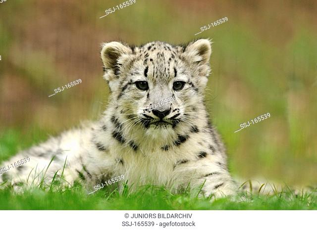 young Snow leopard - lying / Uncia uncia