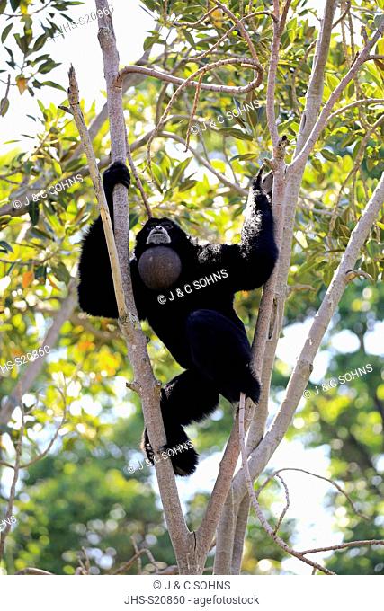 Siamang, (Symphalangus syndactylus), adult calling on tree, Southeast Asia, Asia