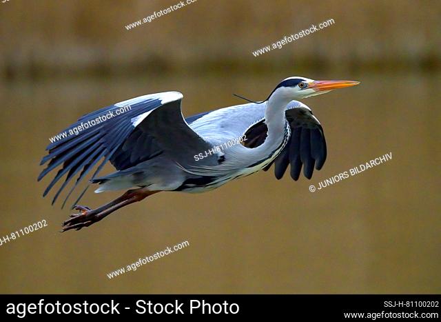 Grey Heron (Ardea cinera). Adult in flight above water. Germany