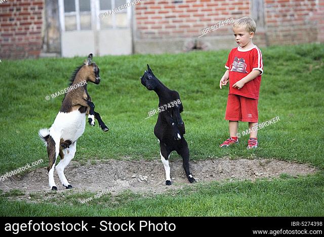 BOY WATCHES FIGHTING GOATS, CERZA ZOOLOGICAL PARK IN NORMANDY