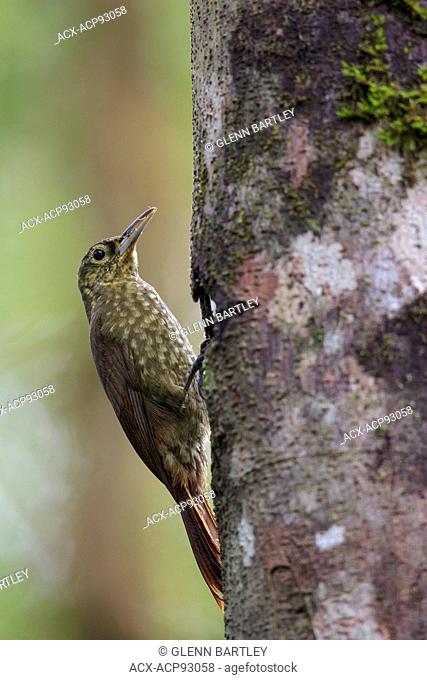 Spotted Woodcreeper (Xiphorhynchus erythropygius) perched on a branch in Ecuador