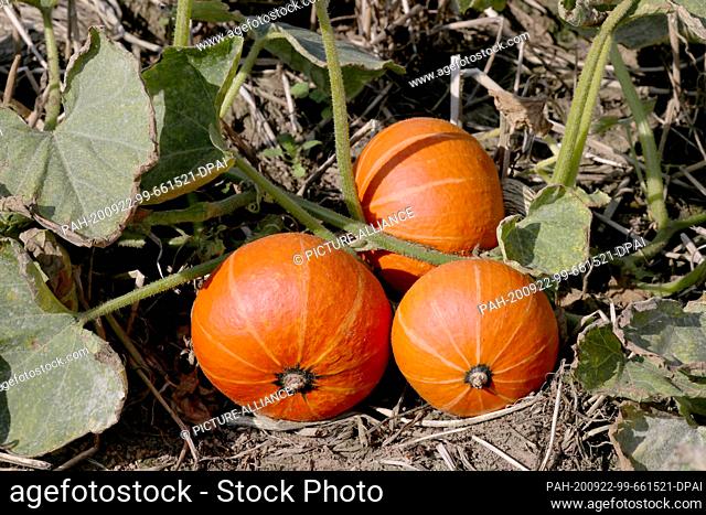 16 September 2020, Mecklenburg-Western Pomerania, Broderstorf: Hokkaido pumpkins grow on the vegetable and potato farm of Elgetis