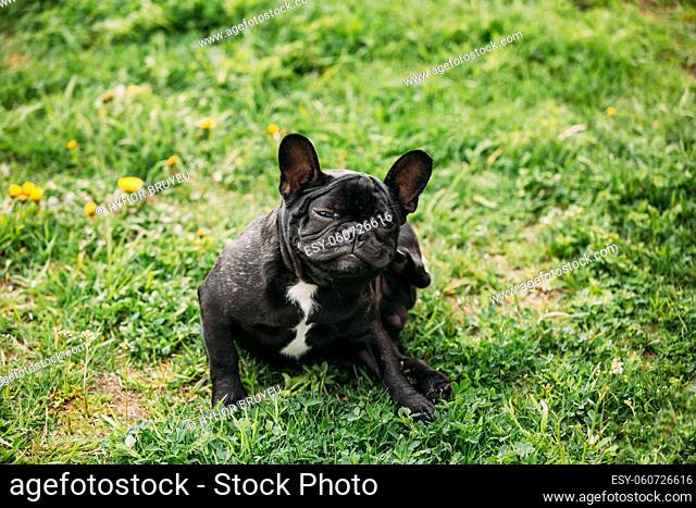 Funny Young Black French Bulldog Puppy Dog Sitting On Grass And Scratching His Ear Hind Leg