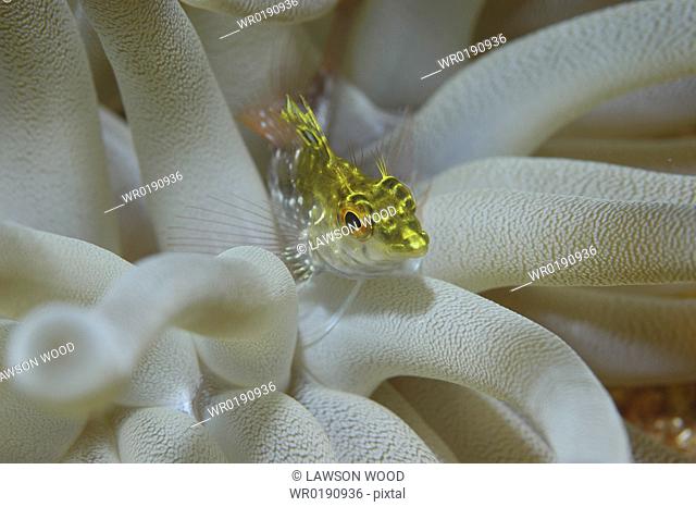 Diamond Blenny Malacoctenus boehlkei resting on anemone tentacles, Cayman Islands, Caribbean