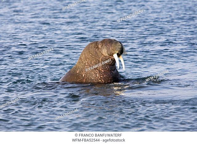 Swimming Walrus, Odobenus rosmarus, Spitsbergen, Svalbard Archipelago, Norway