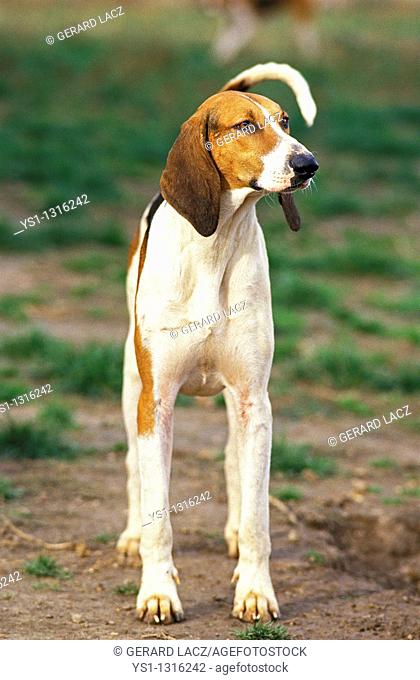 GREAT ANGLO-FRENCH TRICOLOUR HOUND, ADULT