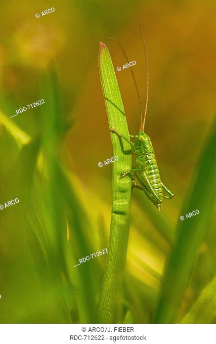 Great Green Bush-Cricket, larva, Germany / (Tettigonia viridissima)
