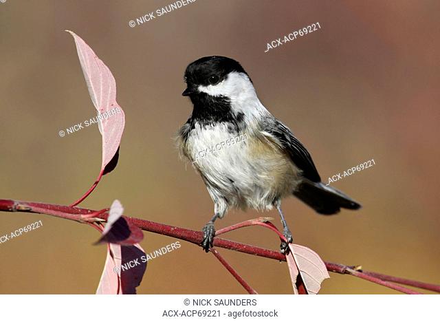 Black-capped Chickadee, Poecile atricapillus, perched on branch in Autumn at Pike Lake, Saskatchewan