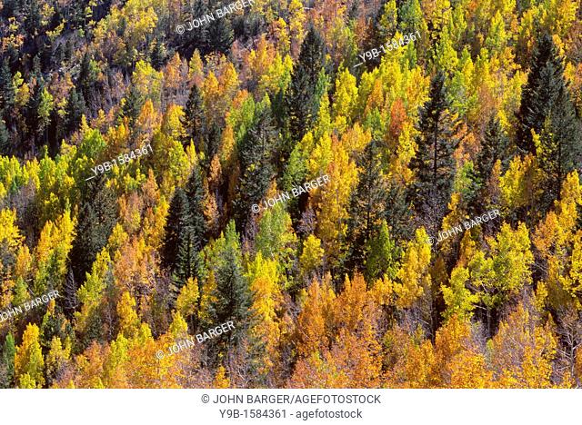 Autumn colored aspen and conifer forest, Lime Creek Valley, San Juan National Forest, southwest Colorado, USA