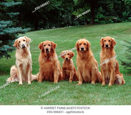 Golden Retriever, five dogs in a group