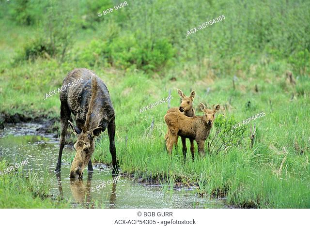 Moose Alces alces Female with twins, drinking brackish water, Algonquin Provincial Park, Ontario, Canada