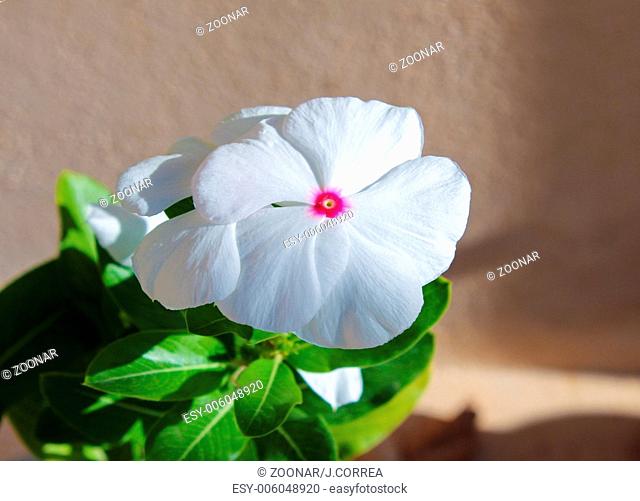 Vinca Flower