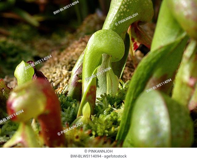 California pitcher plant, Cobra Lily Plant Darlingtonia californica, traps