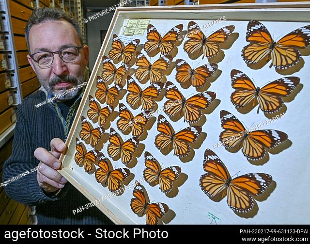 16 February 2023, Brandenburg, Müncheberg: Stephan Blank, entomologist (insect researcher), from the Senckenberg German Entomological Institute (SDEI) shows a...