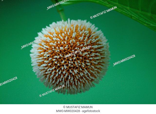 The Kadam flower, Anthocephalus cadamba, blooms during the rainy season in Bangladesh July 15, 2005