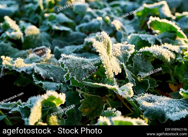 Rapspflanzen auf einem Feld an einem kalten Wintermorgen